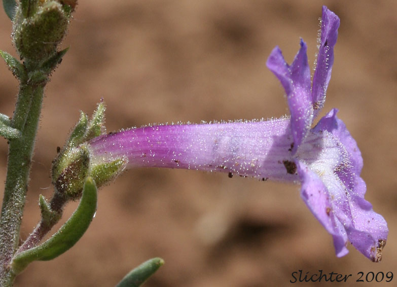 Flower of Gairdner's Penstemon: Penstemon gairdneri var. gairdneri (Synonym: Penstemon gairdneri ssp. gairdneri)