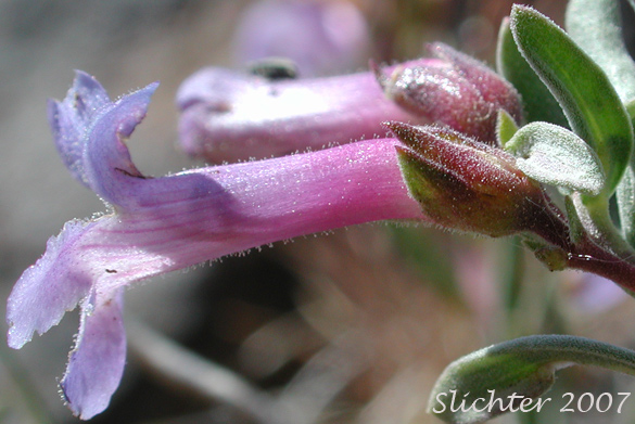 Flower of Gairdner's Beardtongue, Gairdner's Penstemon: Penstemon gairdneri var. gairdneri (Synonym: Penstemon gairdneri ssp. gairdneri)
