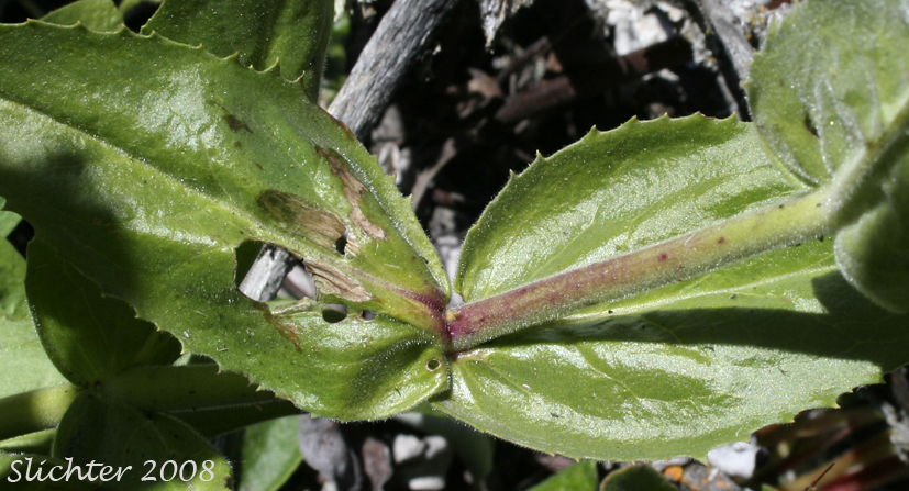 Stem leaves of Sticky-stem Penstemon: Penstemon glandulosus var. chelanensis (Synonym: Penstemon glandulosus ssp. chelanensis)