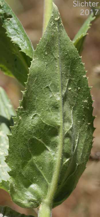 Stem leaf of Glandular Penstemon, Stickystem Penstemon, Sticky-stem Penstemon: Penstemon glandulosus var. glandulosus (Synonym: Penstemon glandulosus ssp. glandulosus)