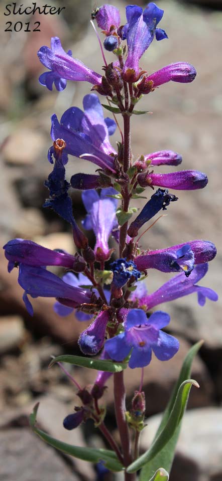 Close-up of the inflorescence of Lowly Penstemon: Penstemon humilis var. humilis (Synonyms: Penstemon cinereus, Penstemon cinereus ssp. cinereus, Penstemon cinereus ssp. foliatus, Penstemon humilis ssp. humilis)