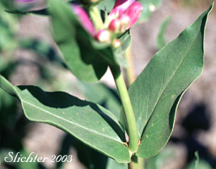 Mid-stem leaves of Blue Mountain Beardtongue, Blue Mountain Penstemon, Pennell's Penstemon: Penstemon pennellianus