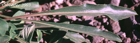 Basal leaf of Blue Mountain Beardtongue, Blue Mountain Penstemon, Pennell's Penstemon: Penstemon pennellianus