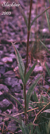 Lower stem leaves of Pincushion Beardtongue, Small Penstemon: Penstemon procerus var. procerus (Synonyms: Penstemon confertus ssp. procerus, Penstemon confertus var. procerus)