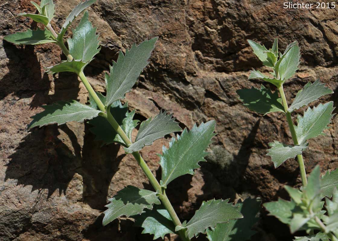 Cutleaf Beardtongue, Cutleaf Penstemon, Toothed-cut-leaf Beardtongue: Penstemon richardsonii var. dentatus (Synonym: Penstemon richardsonii ssp. dentatus)