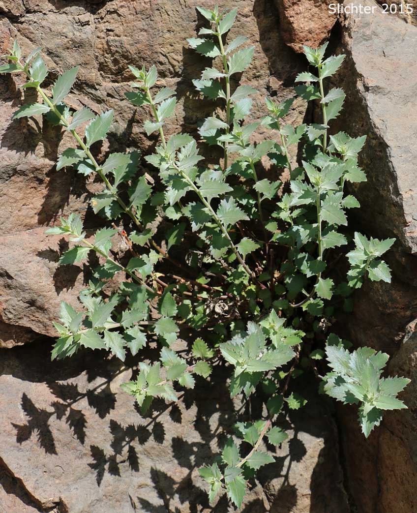 Cutleaf Beardtongue, Cutleaf Penstemon, Toothed-cut-leaf Beardtongue: Penstemon richardsonii var. dentatus (Synonym: Penstemon richardsonii ssp. dentatus)