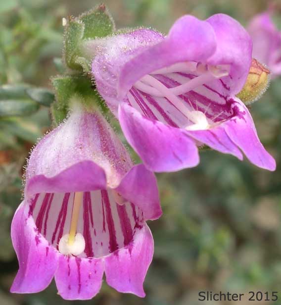 Flowers of Cutleaf Beardtongue, Cutleaf Penstemon, Toothed-cut-leaf Beardtongue: Penstemon richardsonii var. dentatus (Synonym: Penstemon richardsonii ssp. dentatus)