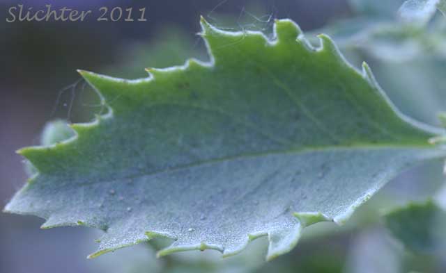 Dorsal leaf surface of Cutleaf Beardtongue, Cutleaf Penstemon, Toothed-cut-leaf Beardtongue: Penstemon richardsonii var. dentatus (Synonym: Penstemon richardsonii ssp. dentatus)