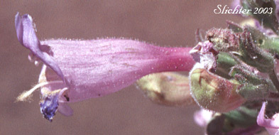 Corolla of Cutleaf Beardtongue, Cutleaf Penstemon, Toothed-cut-leaf Beardtongue: Penstemon richardsonii var. dentatus (Synonym: Penstemon richardsonii ssp. dentatus)
