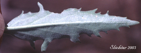 Ventral leaf surface of Cutleaf Beardtongue, Cutleaf Penstemon, Toothed-cut-leaf Beardtongue: Penstemon richardsonii var. dentatus (Synonym: Penstemon richardsonii ssp. dentatus)