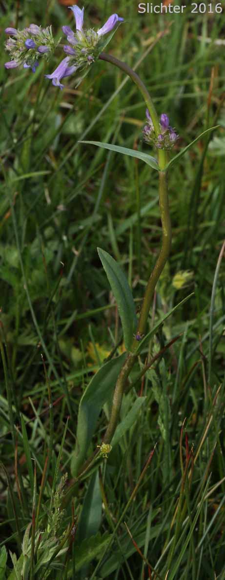Herbaceous Penstemon, Rydberg's Penstemon: Penstemon rydbergii var. oreocharis (Synonym: Penstemon oreocharis)