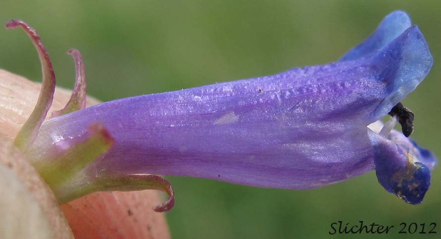 Close-up sideview of a flower of Herbaceous Penstemon, Rydberg's Penstemon: Penstemon rydbergii var. oreocharis (Synonym: Penstemon oreocharis)