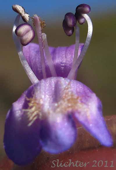 Close-up frontal view of the floral parts of Rydberg's Penstemon, Swollen Penstemon: Penstemon rydbergii var. rydbergii (Synonyms: Penstemon hesperius, Penstemon rydbergii var. varians, Penstemon vaseyanus)