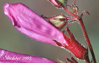 Close-up sideview of the calyx lobes and corolla tube of Sawleaf Bush Penstemon, Shrubby Penstemon: Penstemon fruticosus var. serratus (Synonym: Penstemon fruticosus ssp. serratus)