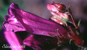 Close-up sideview of the corolla of Sawleaf Bush Penstemon, Shrubby Penstemon: Penstemon fruticosus var. serratus (Synonym: Penstemon fruticosus ssp. serratus)