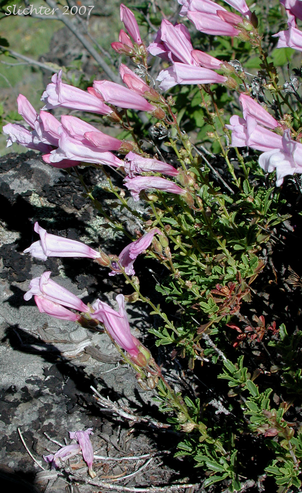 Sawleaf Bush Penstemon, Shrubby Penstemon: Penstemon fruticosus var. serratus (Synonym: Penstemon fruticosus ssp. serratus)