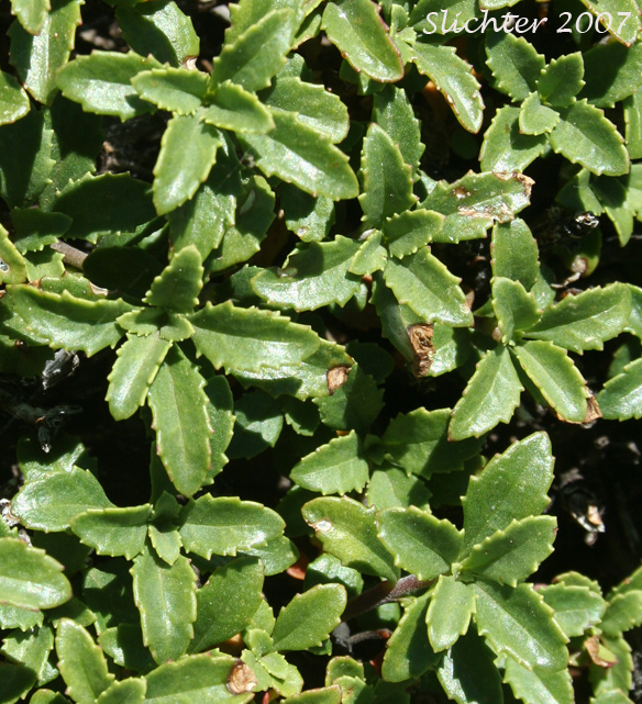 Close-up of the leaves of Sawleaf Bush Penstemon, Shrubby Penstemon: Penstemon fruticosus var. serratus (Synonym: Penstemon fruticosus ssp. serratus)