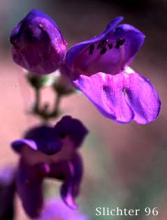 Flower of Showy Penstemon, Royal Beardtongue, Royal Penstemon: Penstemon speciosus