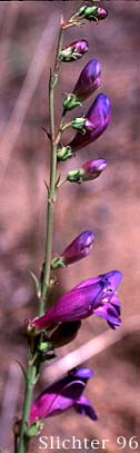 Inflorescence of Showy Penstemon, Royal Beardtongue, Royal Penstemon: Penstemon speciosus