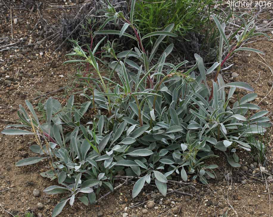 Royal Beardtongue, Royal Penstemon, Showy Penstemon: Penstemon speciosus (Synonym: Penstemon speciosus ssp. kennedyi)
