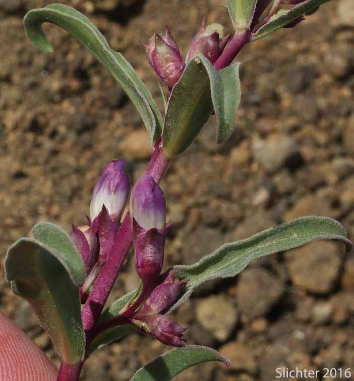 Flower buds of Royal Beardtongue, Royal Penstemon, Showy Penstemon: Penstemon speciosus (Synonym: Penstemon speciosus ssp. kennedyi)