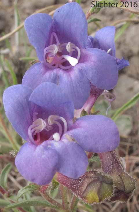 Flowers of Royal Beardtongue, Royal Penstemon, Showy Penstemon: Penstemon speciosus (Synonym: Penstemon speciosus ssp. kennedyi)