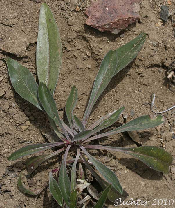 Basal leaves of Showy Penstemon, Royal Beardtongue, Royal Penstemon: Penstemon speciosus (Synonym: Penstemon speciosus ssp. kennedyi)