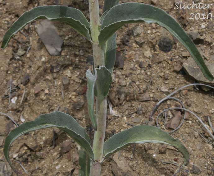 Paired stem leaves of Showy Penstemon, Royal Beardtongue, Royal Penstemon: Penstemon speciosus (Synonym: Penstemon speciosus ssp. kennedyi)