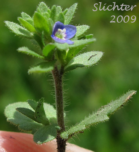 Upper stem leaves and flowers of Common Speedwell, Corn Speedwell, Field Speedwell, Wall Speedwell: Veronica arvensis