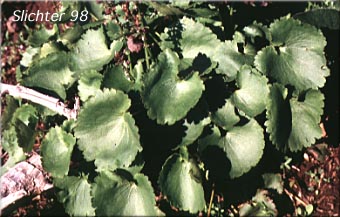Basal leaves of Synthyris missurica