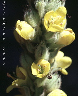 Common Mullein, Flannel Mullein, Great Mullein: Verbascum thapsus