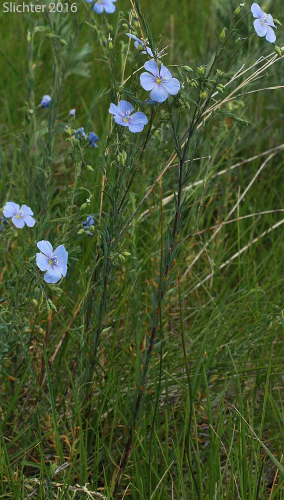 Western Blue Flax, Prairie Flax, Wild Blue Flax: Linum lewisii var. lewisii (Synonym: Linum perenne var. lewisii)