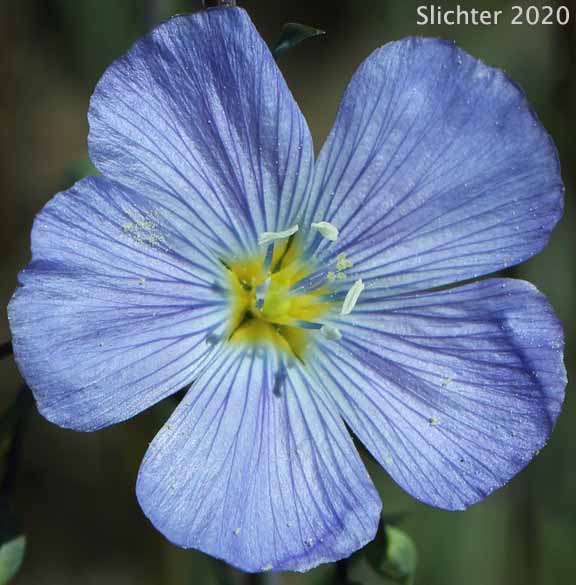 Flower of Western Blue Flax, Prairie Flax, Wild Blue Flax: Linum lewisii var. lewisii (Synonym: Linum perenne var. lewisii)