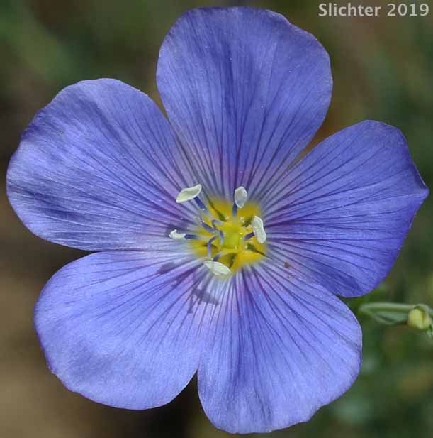 Western Blue Flax, Prairie Flax, Wild Blue Flax: Linum lewisii var. lewisii (Synonym: Linum perenne var. lewisii)