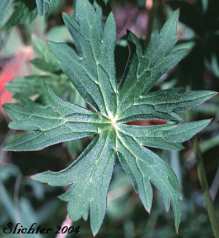 Leaf of Richardson's Geranium, White Geranium, Richardson's Crane-bill, Richardson's Crane-bill, White Crane's-bill: Geranium richardsonii
