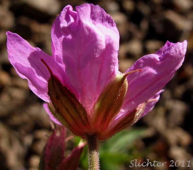 Sideview of the petals and sepals of Sticky Geranium, Sticky Purple Geranium: Geranium viscosissimum var. viscosissimum (Synonym: Geranium attenuilobum)