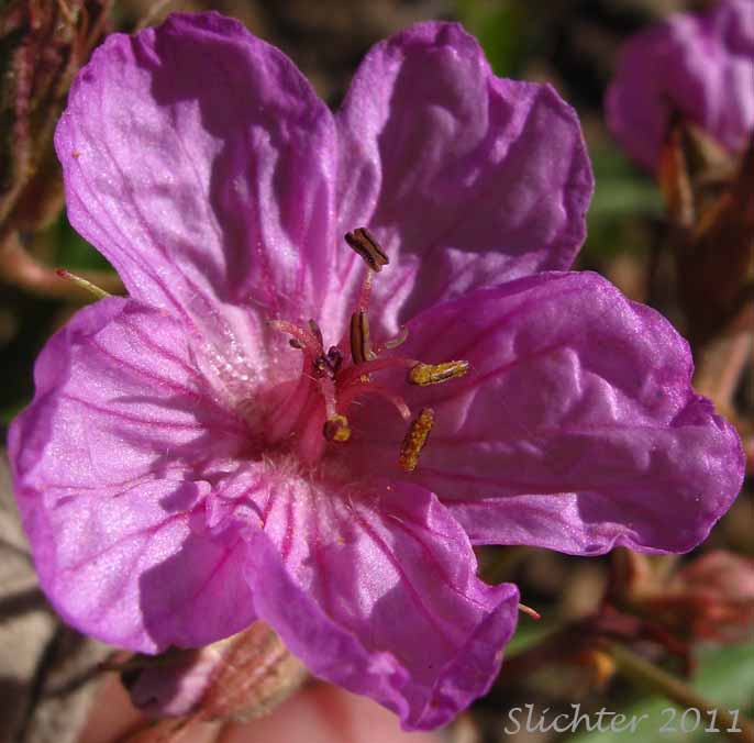 Flower of Sticky Geranium, Sticky Purple Geranium: Geranium viscosissimum var. viscosissimum (Synonym: Geranium attenuilobum)