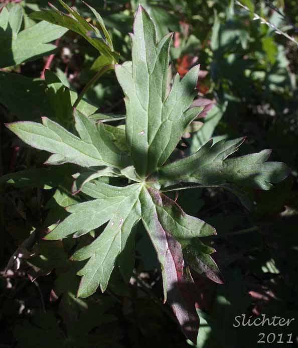 Leaf of Sticky Geranium, Sticky Purple Geranium: Geranium viscosissimum var. viscosissimum (Synonym: Geranium attenuilobum)