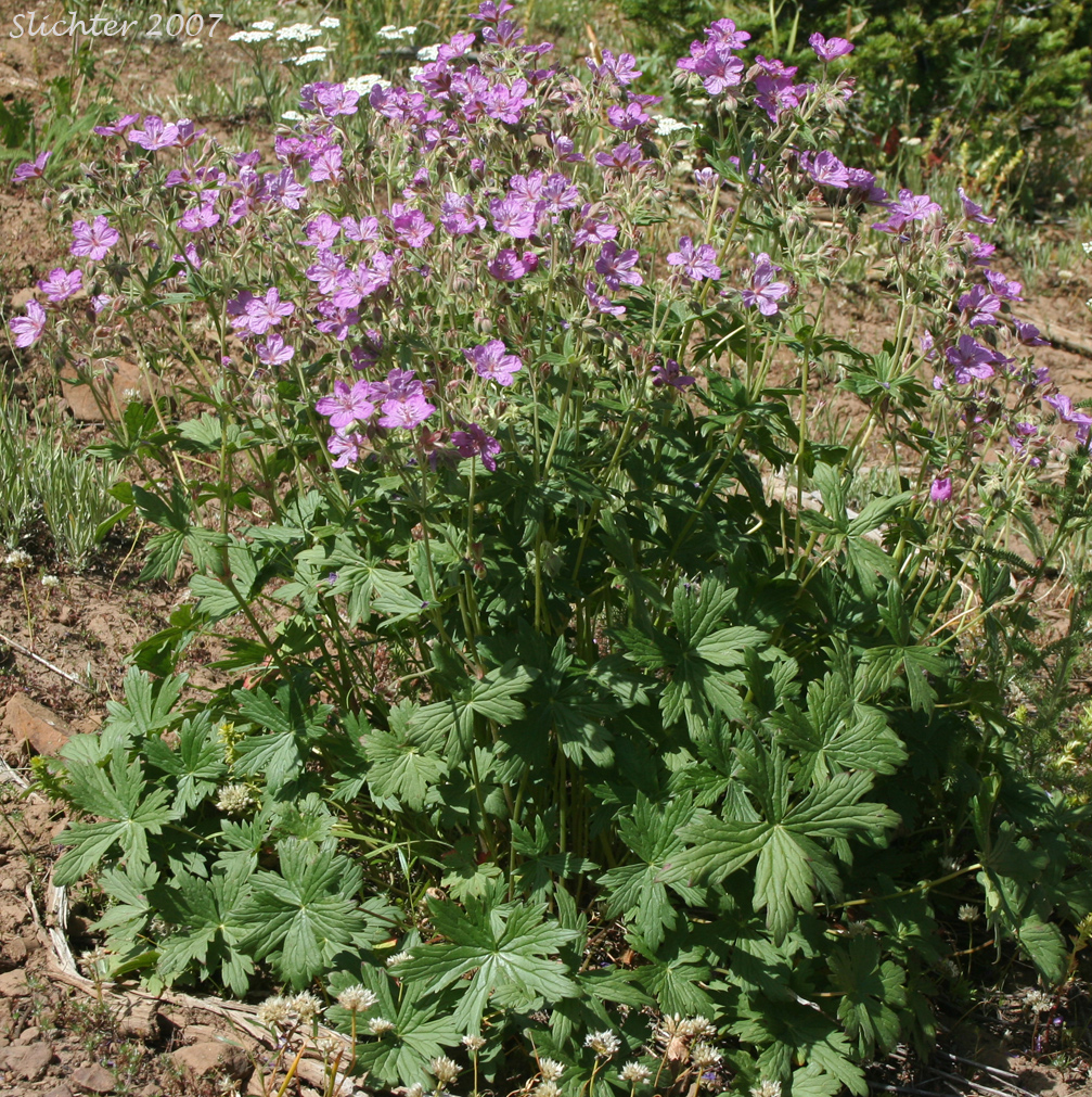 Sticky Geranium, Sticky Purple Geranium: Geranium viscosissimum var. viscosissimum (Synonym: Geranium attenuilobum)