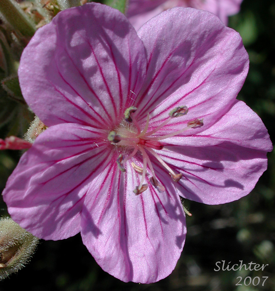 Flower of Sticky Geranium, Sticky Purple Geranium: Geranium viscosissimum var. viscosissimum (Synonym: Geranium attenuilobum)