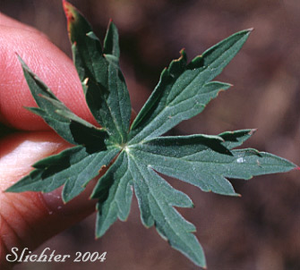 Leaf of Sticky Geranium, Sticky Purple Geranium: Geranium viscosissimum var. viscosissimum (Synonym: Geranium attenuilobum)