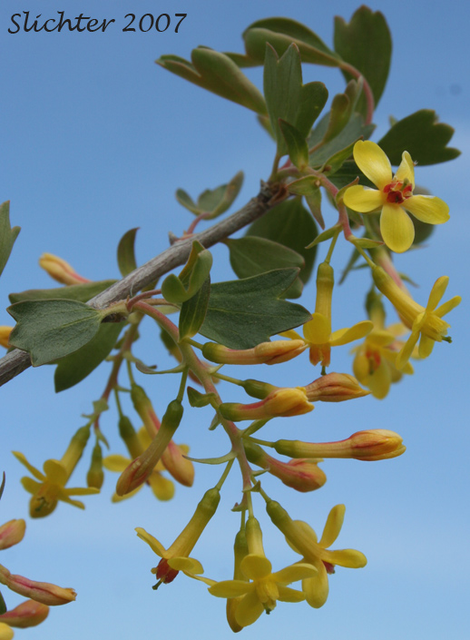 Golden Currant: Ribes aureum var. aureum (Synonym: Chrysobotrya aurea)
