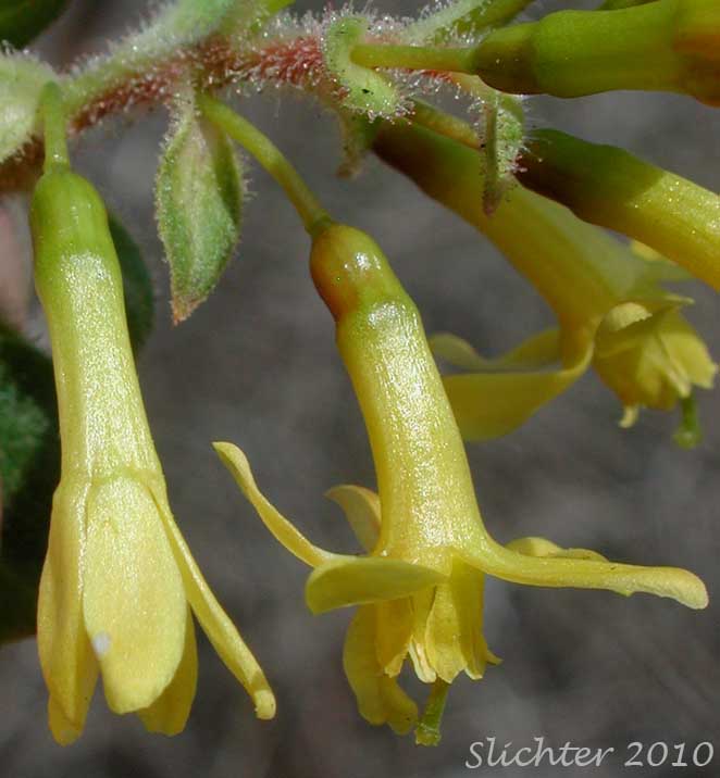 Close-up sideview of the flowers of Golden Currant: Ribes aureum var. aureum (Synonym: Chrysobotrya aurea)