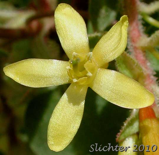 Flower of Golden Currant: Ribes aureum var. aureum (Synonym: Chrysobotrya aurea)