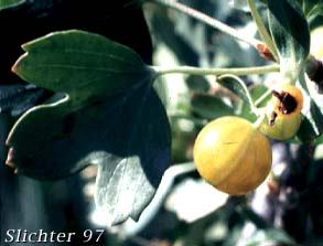 Yellow fruit of Golden Currant: Ribes aureum var. aureum (Synonym: Chrysobotrya aurea)