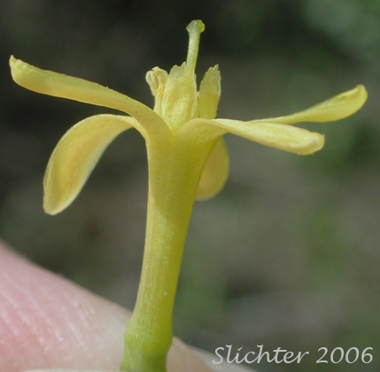 Close-up sideview of a flower of Golden Currant: Ribes aureum var. aureum (Synonym: Chrysobotrya aurea)