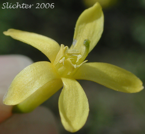 Close-up of the flower of Golden Currant: Ribes aureum var. aureum (Synonym: Chrysobotrya aurea)