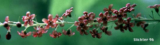 Stink Currant, Blue Currant, California Black Currant: Ribes bracteosum