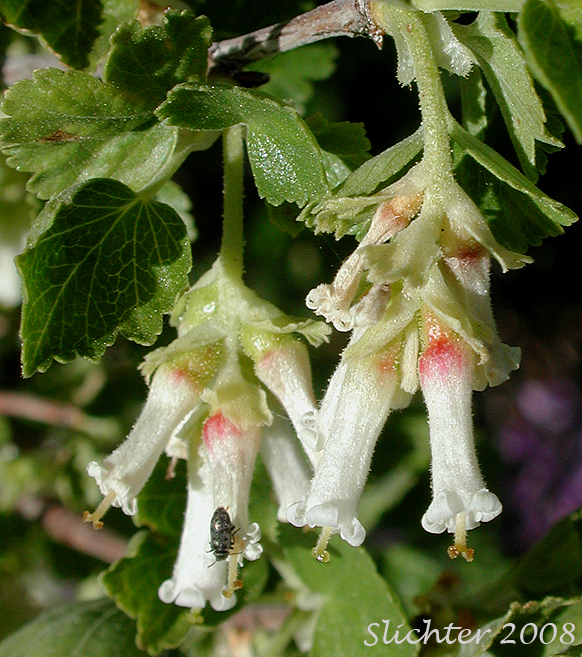 Flowers of Wax Currant: Ribes cereum