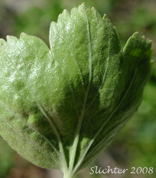 Ventral leaf surface of Ribes cereum